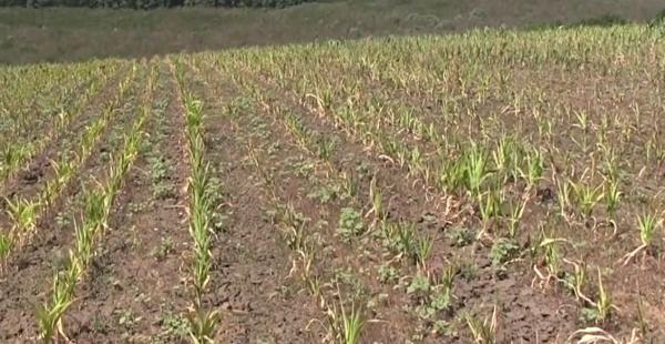 "Tot era ars. Şi acum e tot la fel". Pagube de milioane de lei pentru fermierii din Vaslui. Aşa o secetă nu s-a mai văzut în zonă din 1947