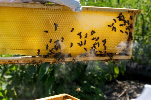 România, campioană la numărul de albine moarte. Apicultorii dau vina pe pesticidele folosite în agricultură