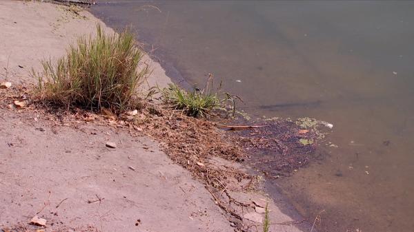 Lacurile din București, focar de boli și de mizerie. Medicii îi sfătuiesc pe cei care vor să înoate în ele să le evite