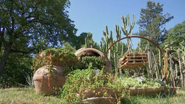 Planta care înflorește la 20 de ani de la plantare. Fenomen rar în Cluj-Napoca