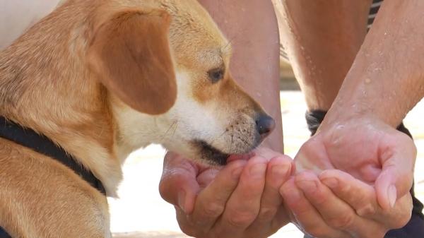 Câinii pot face insolaţie şi se aleg cu arsuri pe timp de caniculă. Sfaturile specialiştilor pentru a nu răni animalele de companie
