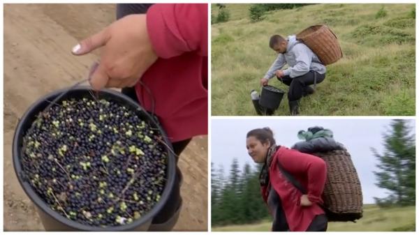Aurica și Ion culeg afine de ani de zile, în munți, pe o sumă dureros de mică. Abia își pot hrăni copiii: "Ce să facem? Să furăm?"