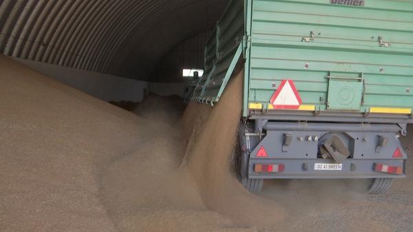 Au recoltat tot ce au prins. Un agricultor din Olt a rămas fără grâu după ce angajaţii unei firme private au intrat pe terenul lui, fără să-şi dea seama