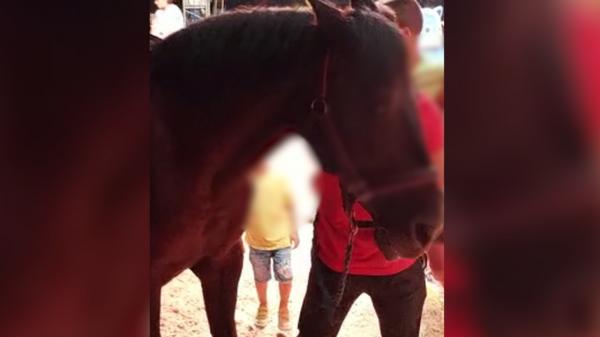 Momentul în care un copil de 4 ani este lovit de cal, la circ. Părinţii sunt disperaţi: "Plânge noaptea, se trezeşte, este speriat"
