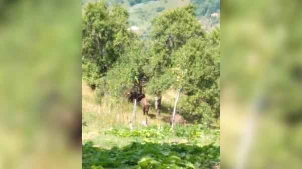 Mai mulți oameni s-au trezit cu o cireadă de zimbri în gospodării, în Caraș-Severin - VIDEO