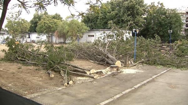 70 de copaci, puşi la pământ în ultimele săptămâni în Bucureşti. Amenda e ridicolă: 100 de lei pentru fiecare copac, 25 de lei dacă e plătită în 15 zile
