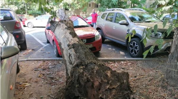 "Ce a mai rămas... volanul, roţile şi motorul". Bucureştenii se trezesc cu maşinile făcute praf din cauza arborilor bătrâni care cad din senin