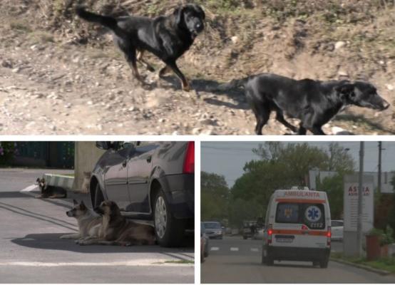 Un bărbat din Timiş, sfâşiat de cei 6 câini ai unui cioban din zonă: medicii s-au îngrozit când i-au văzut rănile. Omul ieşise să-şi cumpere o pâine