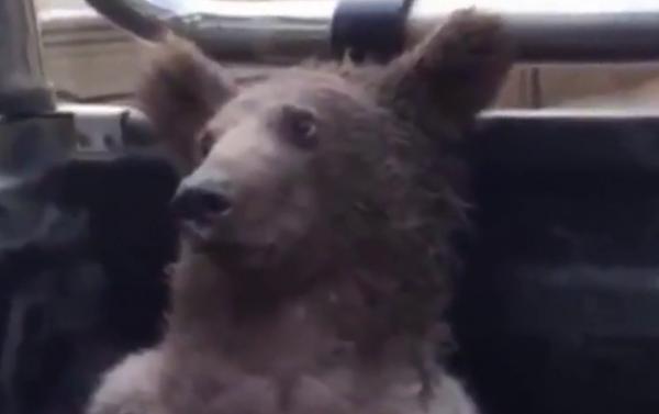 Un pui de urs pofticios s-a îndopat cu miere halucinogenă până nu s-a mai putut ţine pe picioare