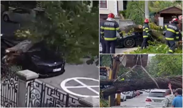 Bolid de lux făcut zob, pe o stradă din Piteşti. Momentul în care un copac putred cade şi striveşte maşina parcată
