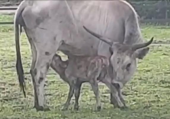 Premieră la Tâgu Mureș. Grădina zoologică se laudă cu un vițel dintr-o rasă tradițională, dispărută din gospodăriile românești