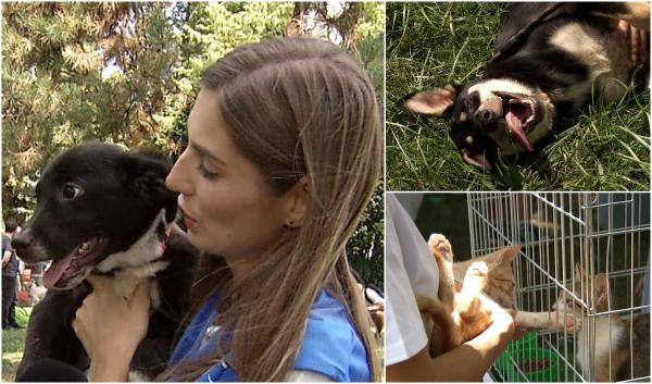 Zeci de căţei şi pisici, în căutarea unui stăpân, la cel mai mare târg de adopţii din această vară: ''Sunt atâtea pe drumuri''