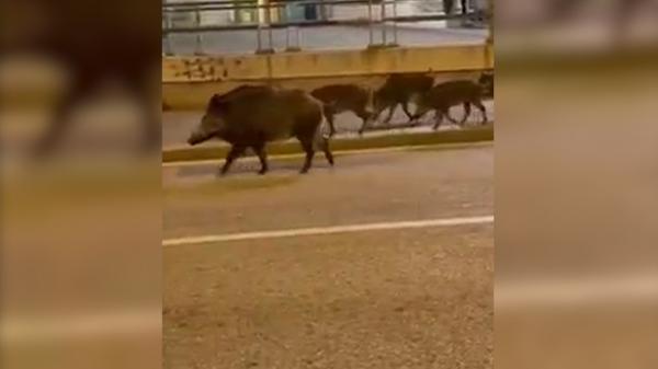 O familie de mistreți, la plimbare prin Piaţa Ferrari, în Genova. Imaginile au fost surprinse de doi localnici