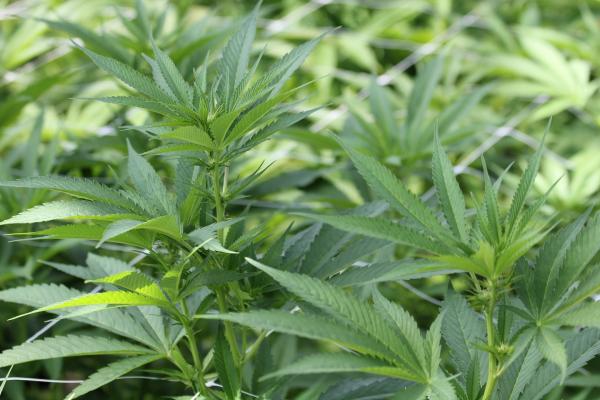 O cultură de cannabis întinsă pe 6 hectare, irigată și ventilată, a fost descoperită în județul Bihor