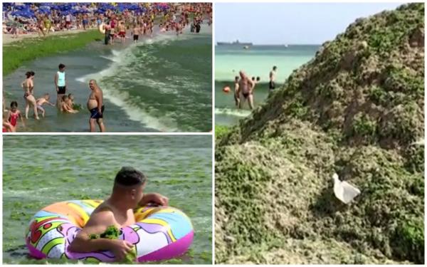Munte de alge de 2 metri, pe litoral. Turiştii, revoltaţi că au dat bani grei să se scalde în marea devenită o mâzgă verde. "În apă, vine toată pe tine"