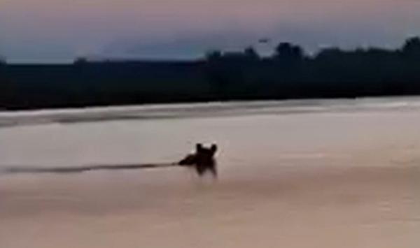 Semnal de alarmă pentru amatorii de pescuit. Tot mai mulţi urşi au fost văzuţi pe cursul râului Olt, în căutare de hrană