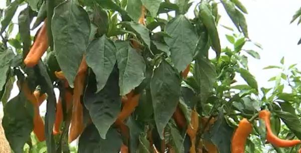 Cel mai iute ardei din lume a fost creat la Buzău. Totul a pornit de la dorinţa producătorilor celebrilor cârnaţi de Pleşcoi care doreau un condiment special