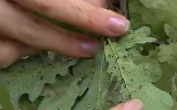 Ploşniţa dantelată, pericol pentru stejarii din Sibiu. Specia e originară din America de Nord