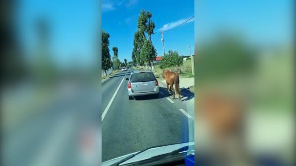 Cal alergat pe lângă maşină kilometri întregi în Ilfov: "Made în România. Numai la noi se poate întâmpla asta"