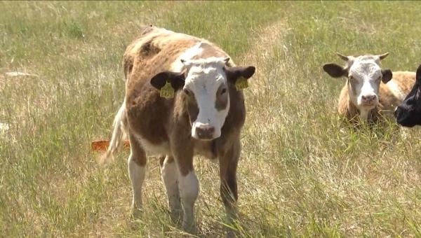 Focar de rabie într-o comună din Iași, după ce o vacă a fost mușcată de o vulpe turbată