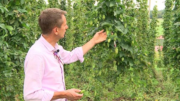 Culturile de "aur verde" din România, afectate de secetă. Producţia slabă va avea efecte la raft: bere mai scumpă cu până la 40%