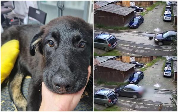Câine călcat intenţionat de o şoferiţă în Bistriţa-Năsăud. Animalul a fost lăsat în stradă agonizând