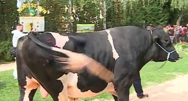 Parada taurilor din Sângeorgiu de Mureş. România se laudă cu animale care pot costa chiar și 100.000 de euro