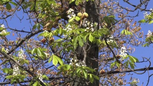 Primăvară peste România, în luna octombrie. La Oradea au înflorit castanii. "În viaţa mea nu am văzut aşa ceva"