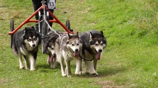 Concurs de sprint cu atelaje canine, în Harghita: Patrupedele din rase nordice s-au luat la întrecere pe un traseu de trei kilometri