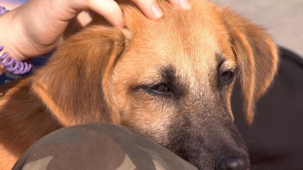 Iubitorii de animale au venit şi de la sute de kilometri ca să adopte un nou membru al familiei: ''Era singura din ţarc, era cea mai tristă''