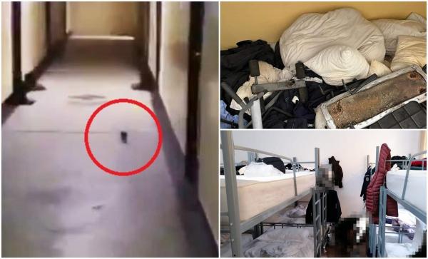 Șobolani printre bocancii studenților, pe holurile Academiei de Poliție. Sindicatul Europol: "Toalete nefuncționale, iar despre apă caldă nu poate fi vorba"