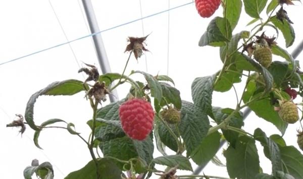 Românii s-ar putea bucura de zmeură coaptă, chiar şi de Crăciun. Ce spun producătorii locali