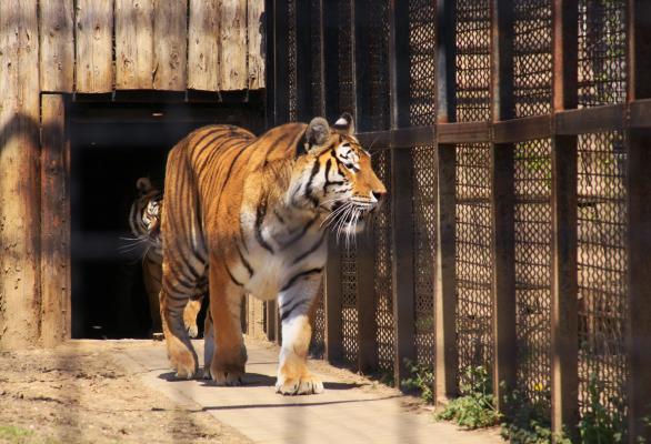 Unde s-ar putea muta Grădina Zoologică din Băneasa. Nicușor Dan a pus ochii pe un teren al MApN