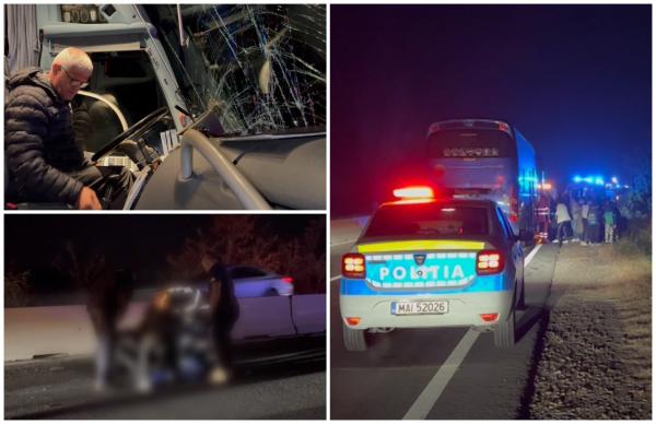 Impact violent: un autocar plin cu elevi plecaţi în excursie a izbit un taur, pe DN1. Amenda primită de proprietarul bovinei
