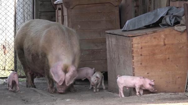 Porci suspecţi de pestă, vânduţi din disperare de proprietari pe internet