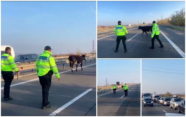 O vacă a reuşit să blocheze traficul pe autostrada Bucureşti-Piteşti. Câţiva poliţişti s-au chinuit zeci de minute să gonească animalul