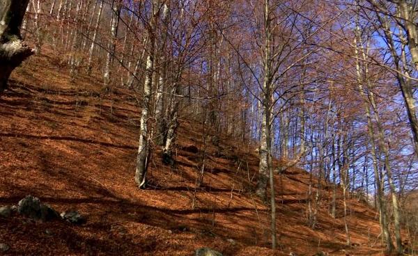 "Ăla vine, fură, fuge. L-ai prins acolo, îți dă la cap". Amenzi în valoare de aproape 20 de milioane de lei date de polițiști pentru furt de lemne, în Gorj