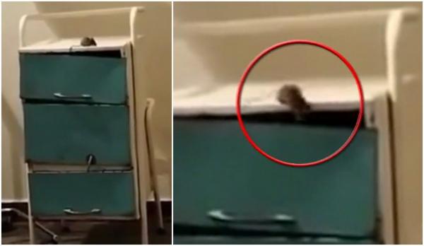 Reacția spitalului din Şimleu Silvaniei, după ce un șoarece a fost filmat în secția de Pediatrie. Un șantier de la subsolul clădirii ar fi agitat rozătoarele