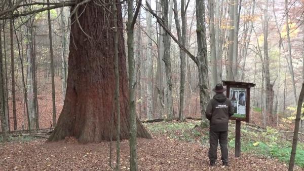 Ciudățenie naturală în România: Un arbore de sequoia înalt de 45 m, găsit în Sierra Nevada, crește nestingherit în Caraș-Severin