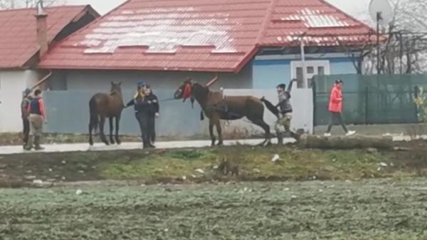 Imagini şocante filmate în judeţul Neamţ. Cai biciuiţi şi puşi să care trunchiuri de copac