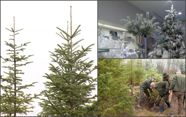 Cât au ajuns să coste brazii de Crăciun. Prețurile variază în funcție de înălțime, dar și gusturi. Clienţii pot pleca acasă şi cu decoraţiunile