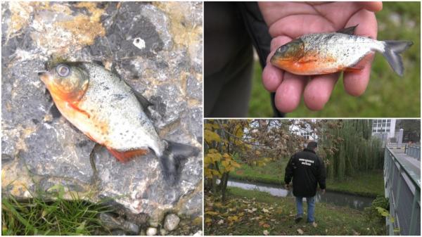 Un localnic ar fi aruncat peştele piranha în Crişul Repede. Riscă o amendă de 15.000 de lei