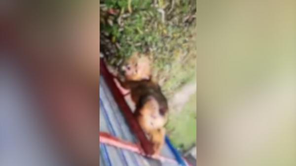 Şacal, prins în gardul unei gospodării din Tulcea. "Degeaba vine un parlamentar o zi în Deltă şi apoi spune că nu a văzut niciunul"