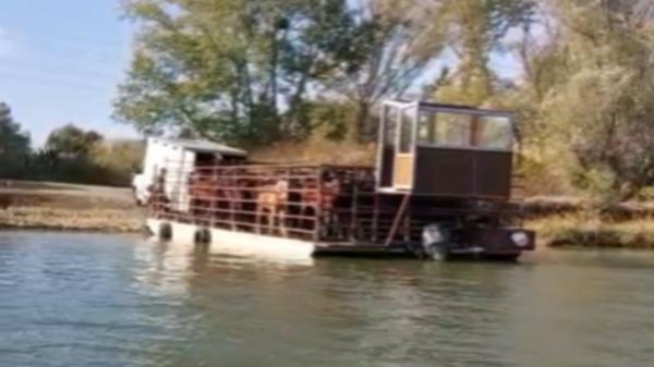 Carnea de vită din unele magazine ar proveni de fapt de la caii din Deltă, tăiați ilegal. Acuzații grave lansate de un ONG