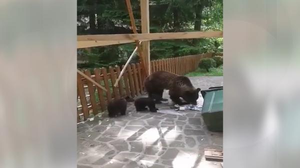 5 urși din Argeş vor fi monitorizați prin GPS de o fundaţie pentru protejarea mediului, pentru le înţelege comportamentul