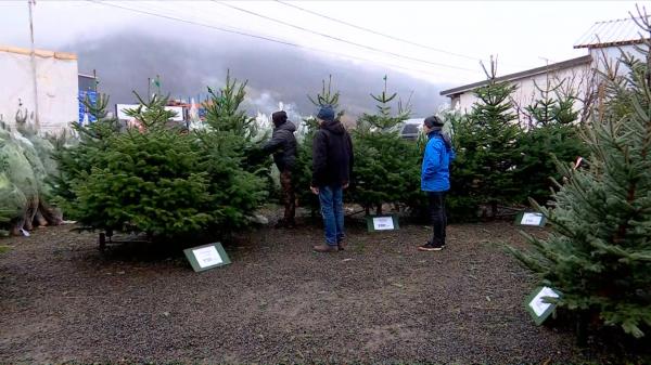 Cum să păstrezi verde bradul de Crăciun săptămâni la rând. Trucuri oferite de specialiști