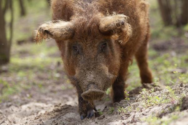 "Somonul roșu", vedeta de pe masa de Crăciun. Carnea de mangalița este din nou la mare căutare