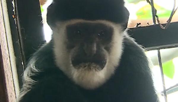 Canguri, maimuţe Columbus sau cerbi pitici, printre cadourile primite de Grădina Zoologică din Mureş. Ce alte specii pot fi admirate