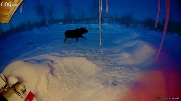 Un elan a rămas fără coarne, în timp ce se scutura de zăpadă. Șocat, animalul o ia la fugă. Moment unic filmat în Alaska