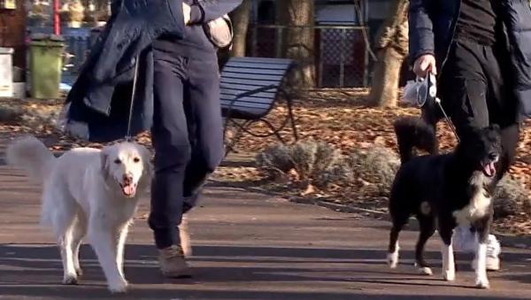 Afacerea prin care iubitorii de animale pot câştiga până la 100 de lei pe zi, în perioada sărbătorilor. "De Crăciun, Revelion este foarte aglomerat"